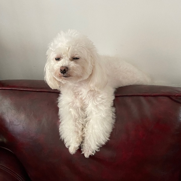 Meet your Posher, Penelope - Picture 1 of 1